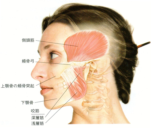東京の歯医者、高輪歯科の睡眠歯科医療サービス、オーラルスリープ™のナイトガード